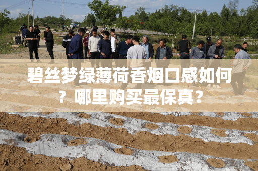 碧丝梦绿薄荷香烟口感如何？哪里购买最保真？